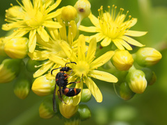 Ancistrocerus haematodes