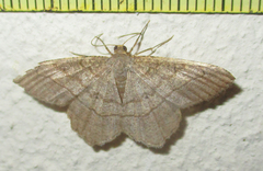 Chiasmia kilimanjarensis