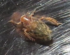 Xestocephalus