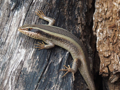 Trachylepis striata