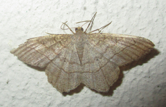 Chiasmia kilimanjarensis