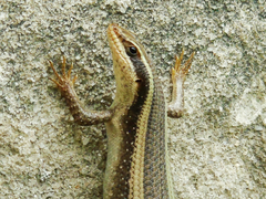Trachylepis striata