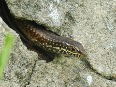 Trachylepis maculilabris