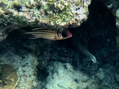 Sargocentron diadema