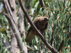 Buteo buteo insularum