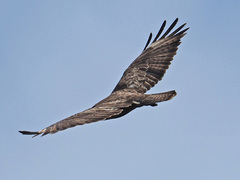 Buteo buteo insularum