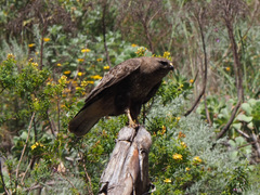 Buteo buteo insularum