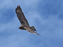 Buteo buteo insularum
