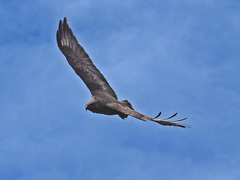 Buteo buteo insularum