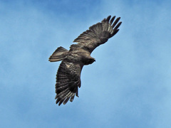 Buteo buteo insularum