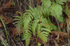 Artemisia stolonifera