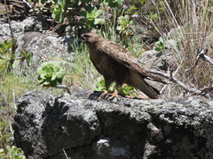 Buteo buteo insularum