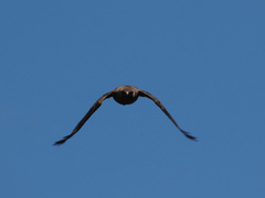 Buteo buteo insularum