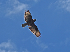 Buteo buteo insularum