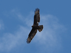 Buteo buteo insularum