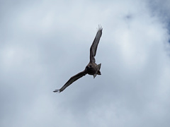 Buteo buteo insularum