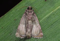 Eucarta amethystina