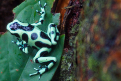 Dendrobates auratus
