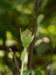Pterostylis australis