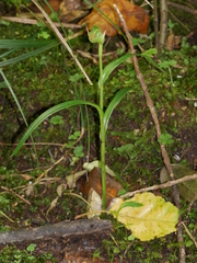 Pterostylis australis