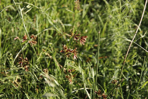 Image of Matting Sedge by (c) Tony Rebelo, some rights reserved (CC BY-SA)