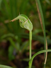 Pterostylis australis