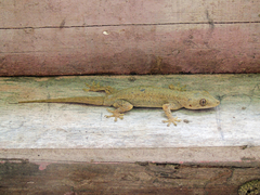 Hemidactylus mabouia