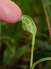 Pterostylis australis
