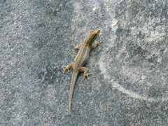 Lygodactylus picturatus