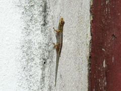 Lygodactylus picturatus