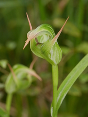Pterostylis australis