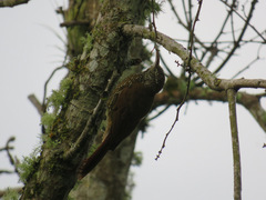 Lepidocolaptes lacrymiger