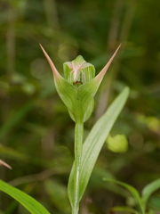 Pterostylis australis