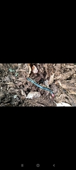 Scolopendra mutilans