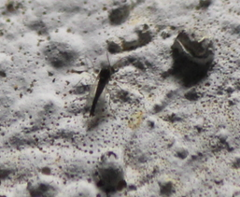 Diptera