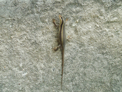 Trachylepis striata