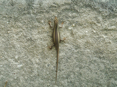 Trachylepis striata