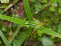 Pterostylis australis