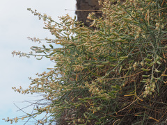 Reseda scoparia image