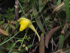 Kickxia pendula