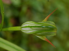 Pterostylis australis