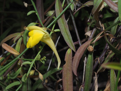 Kickxia pendula