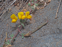 Lotus tenellus