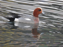 Mareca penelope