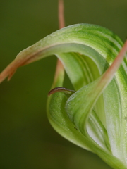 Pterostylis australis
