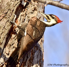 Dryocopus pileatus