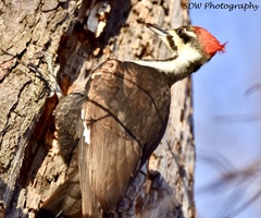 Dryocopus pileatus