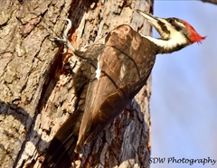 Dryocopus pileatus