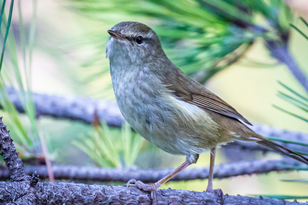 Japanese Bush Warbler (Horornis diphone) photo