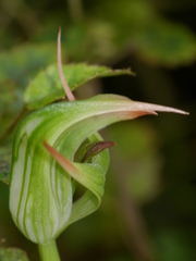 Pterostylis australis